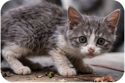 Grijs kitten met grote ogen — schattig en nieuwsgierig